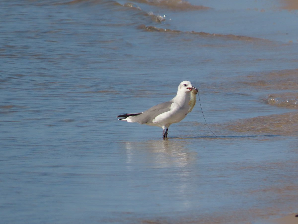 Laughing Gull - ML624122595