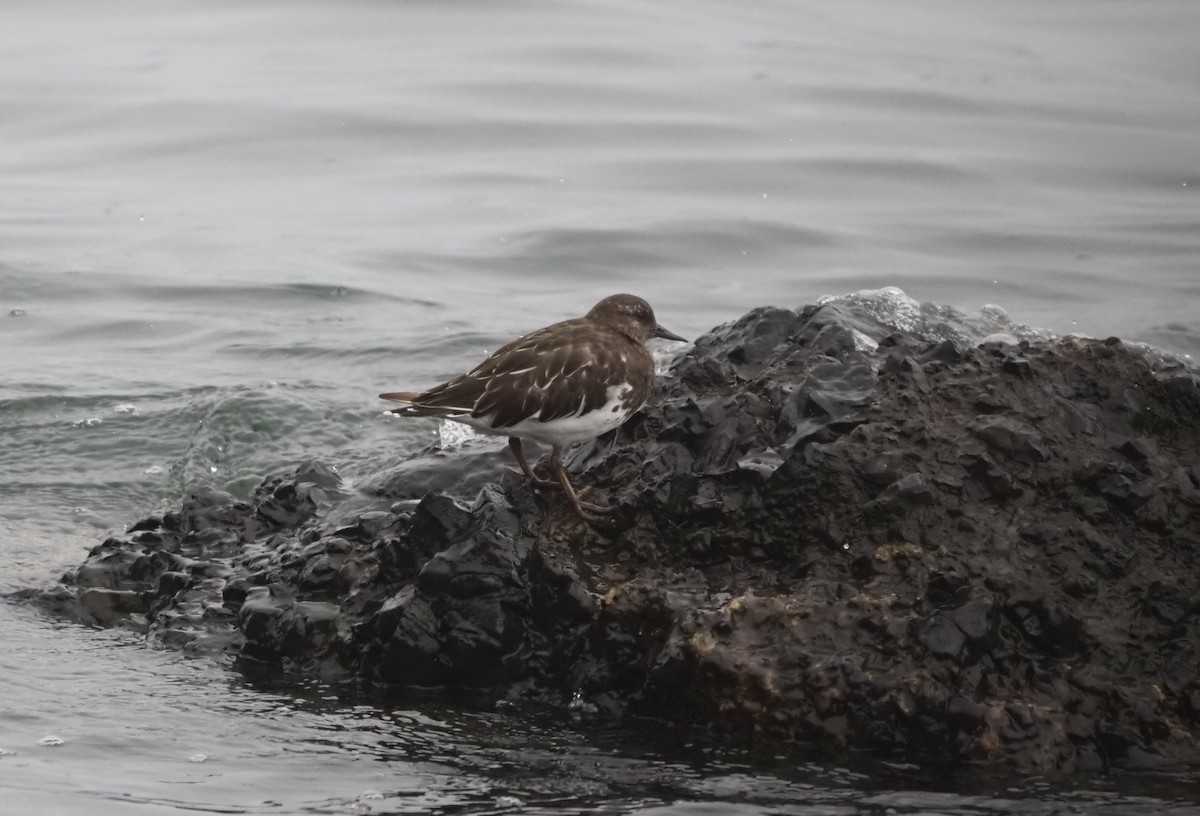 Black Turnstone - ML624122600