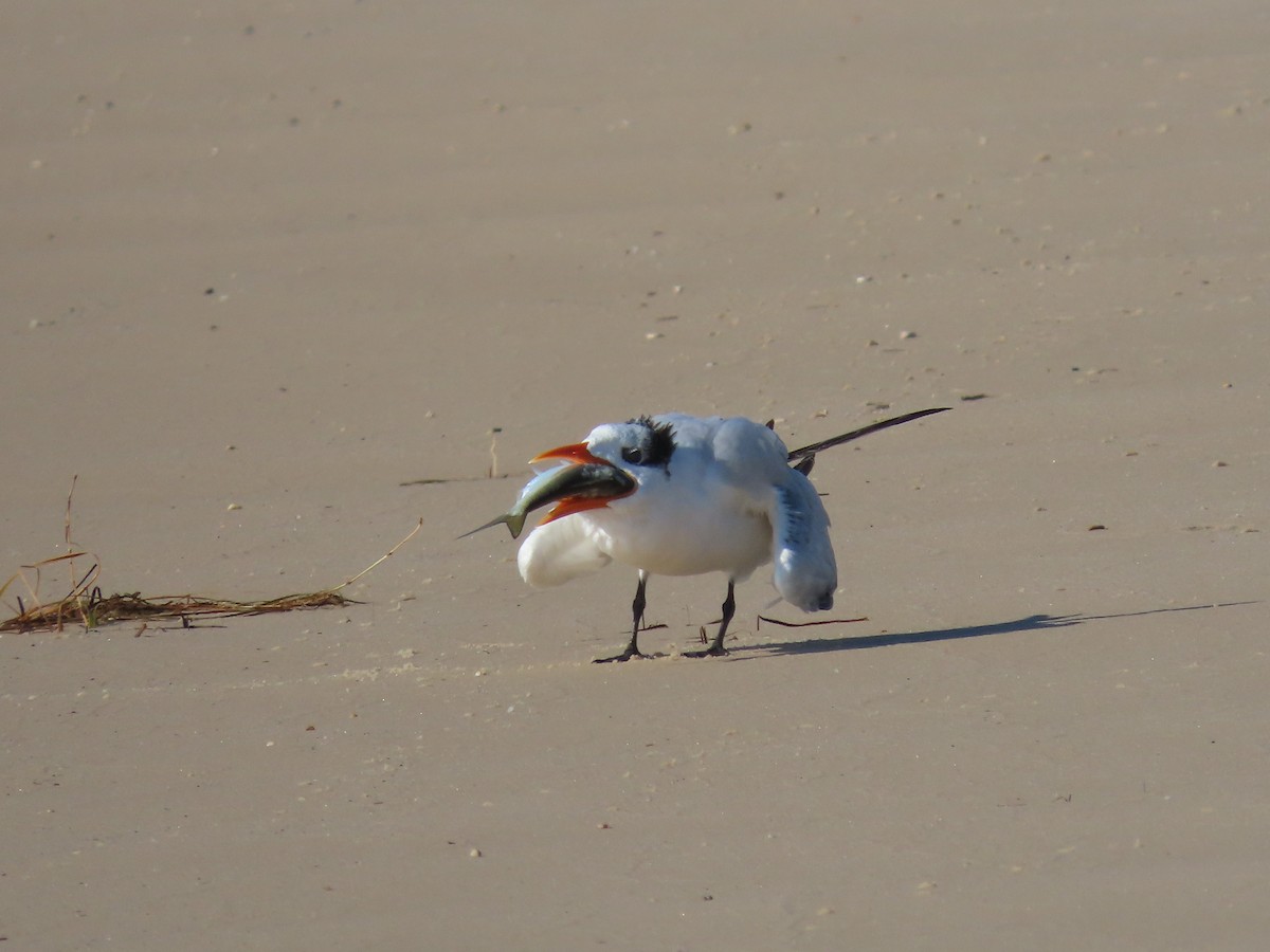 Royal Tern - ML624122602