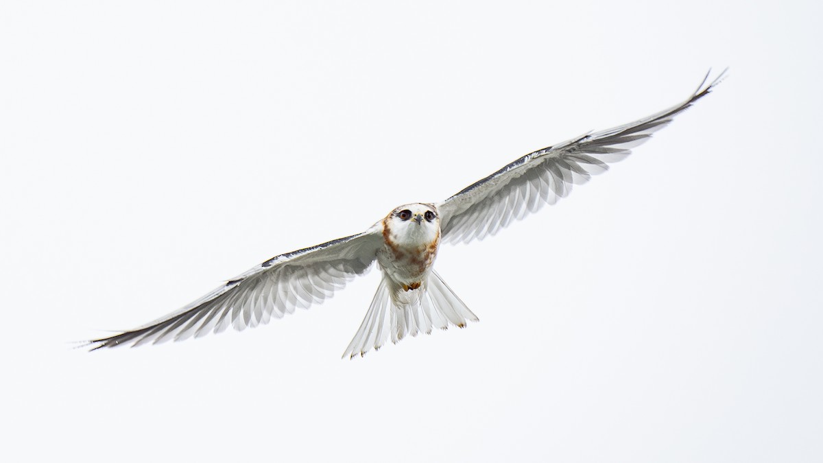 White-tailed Kite - ML624122627