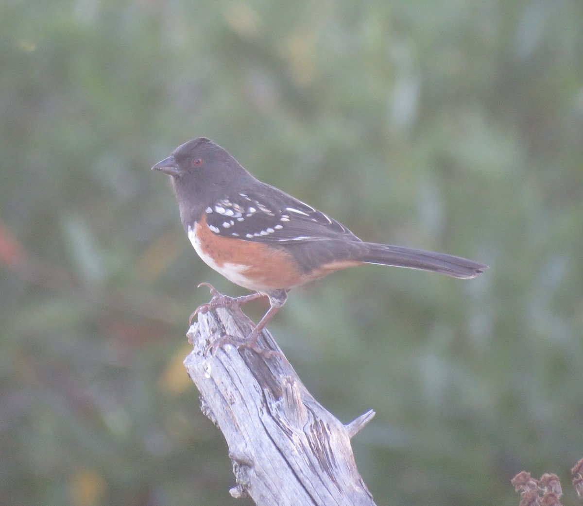 Spotted Towhee - ML624122641