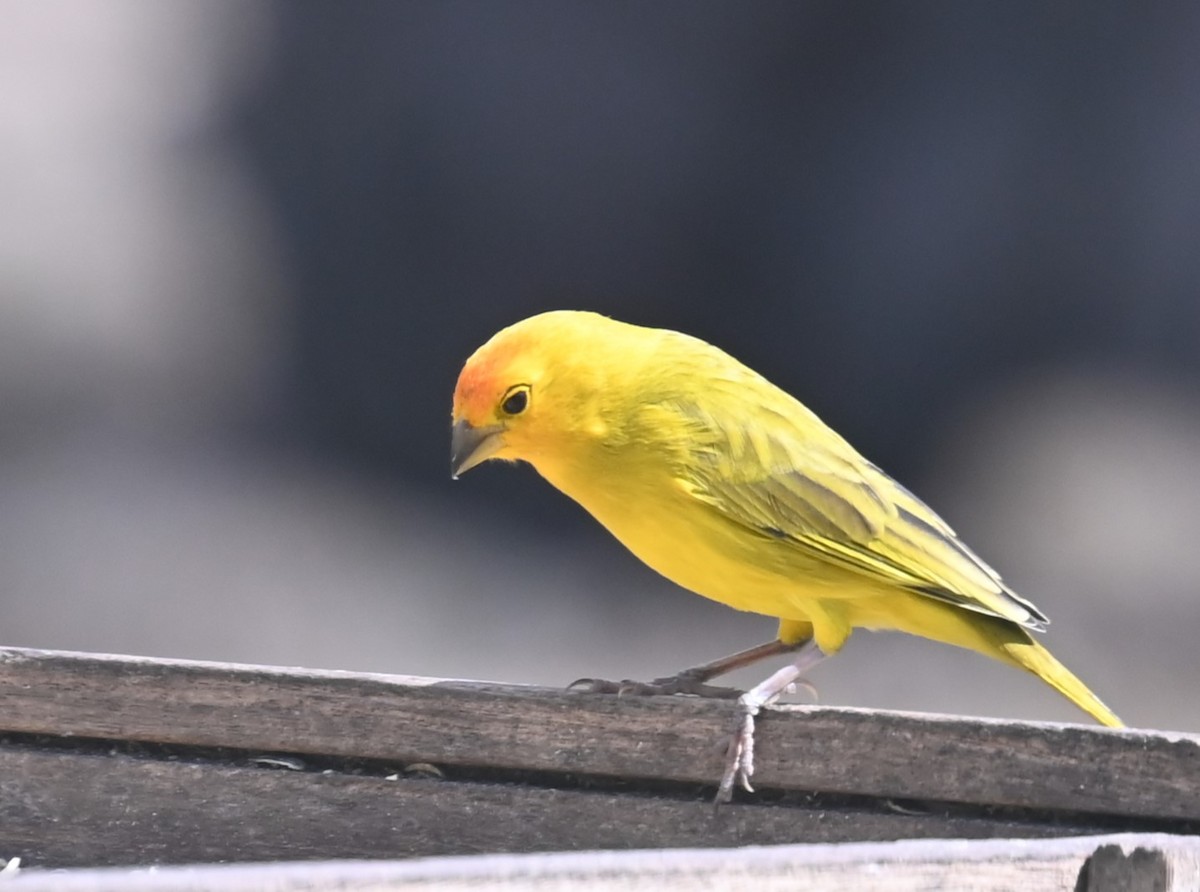 Saffron Finch - ML624122668