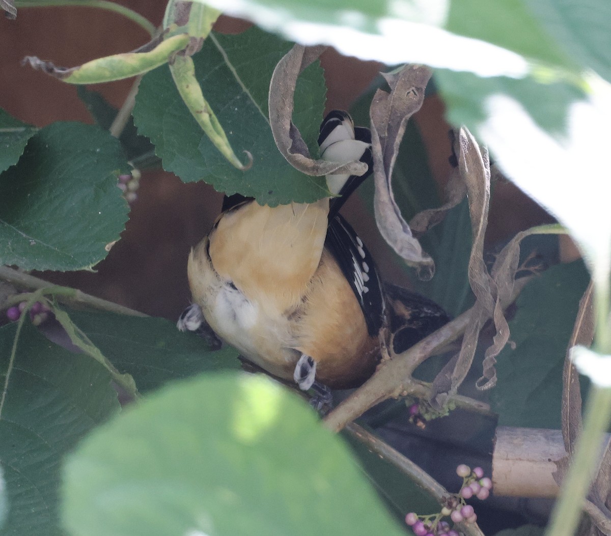 Black-headed Grosbeak - ML624122676