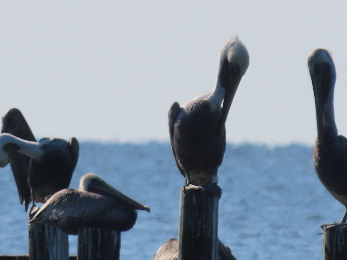 Brown Pelican - ML624122679