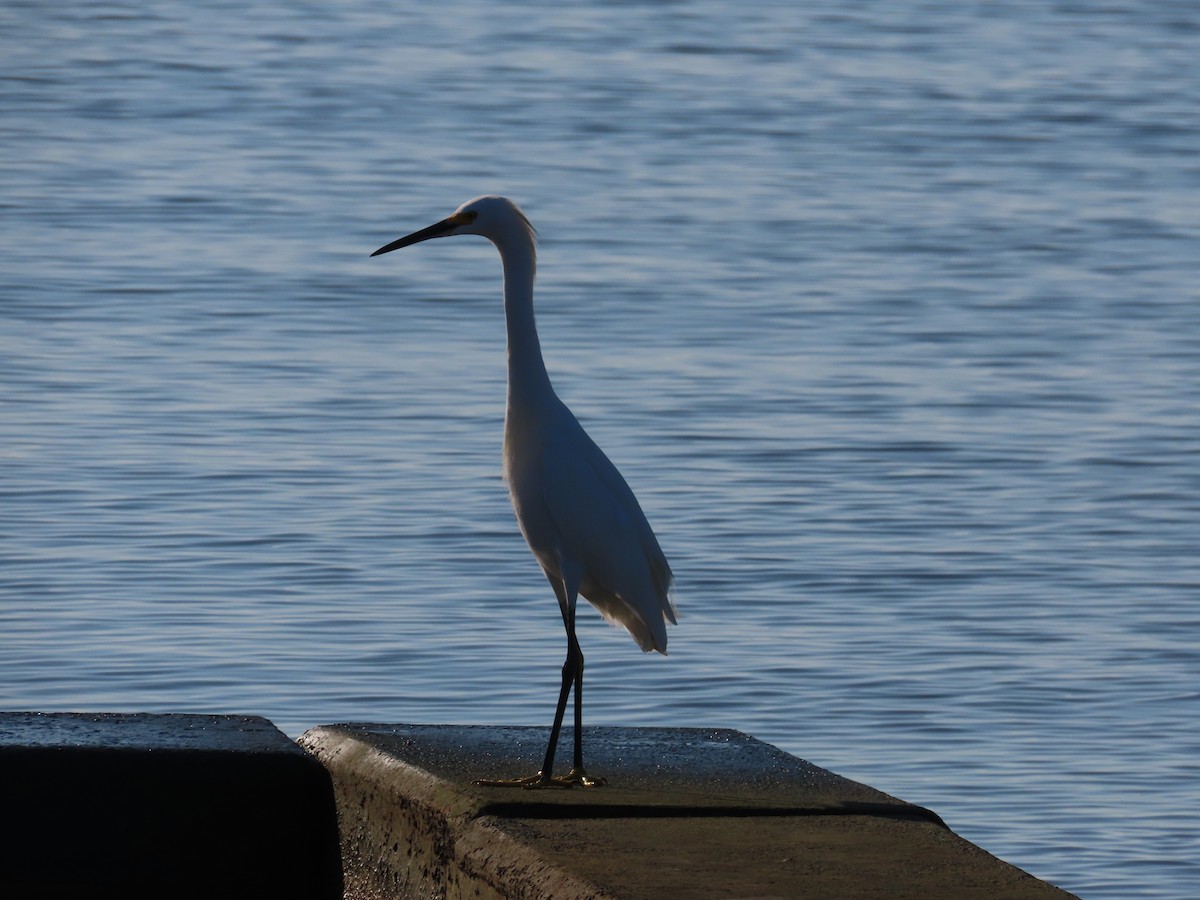 Snowy Egret - ML624122697