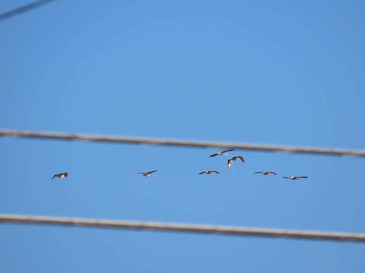 White Ibis - ML624122713