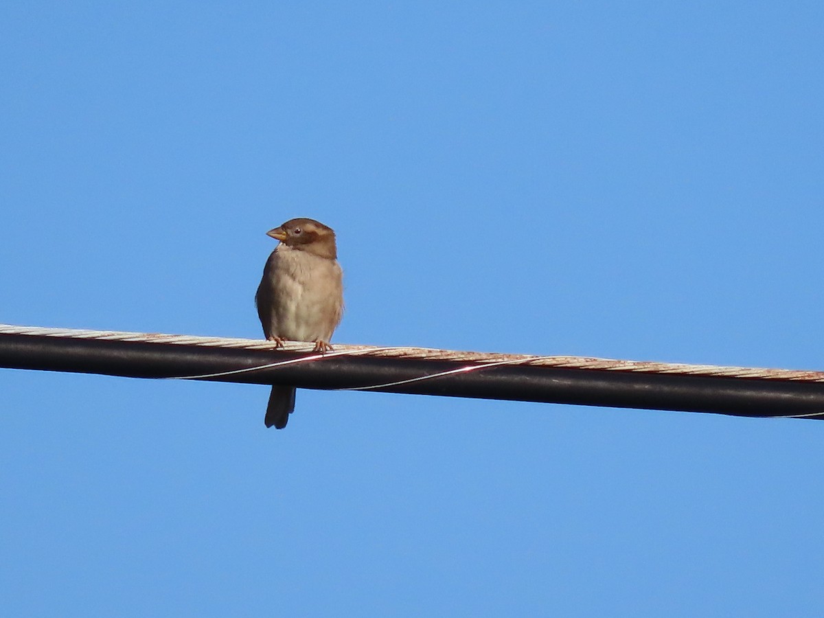 House Sparrow - ML624122732