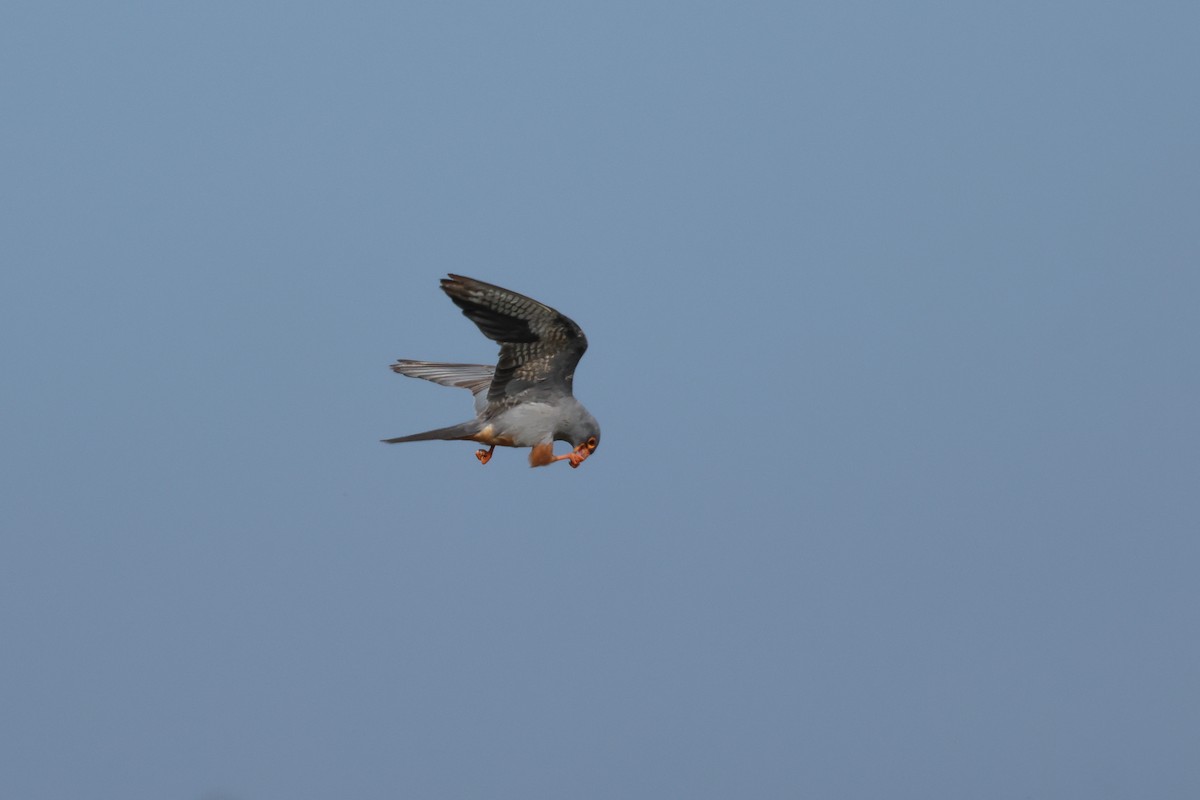 Red-throated Pipit - ML624122736