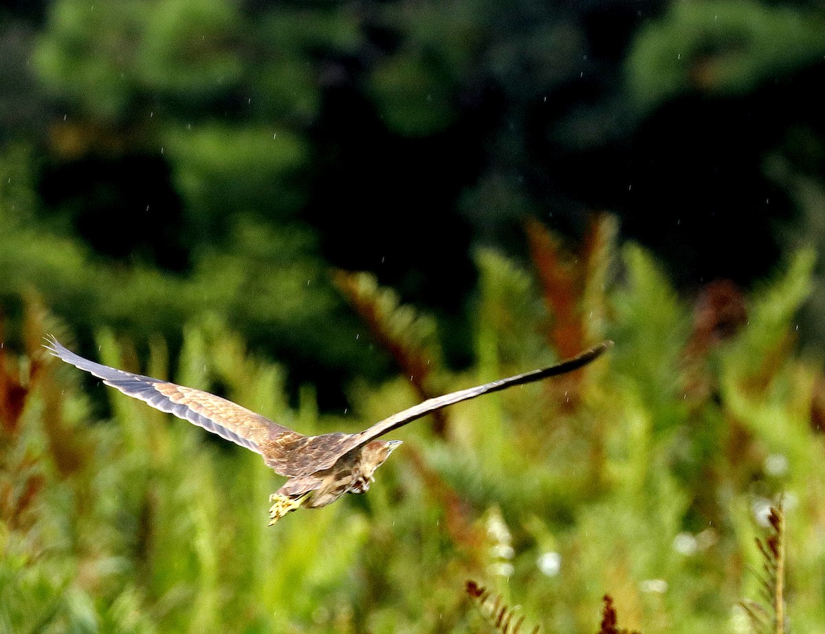 American Bittern - ML624122765