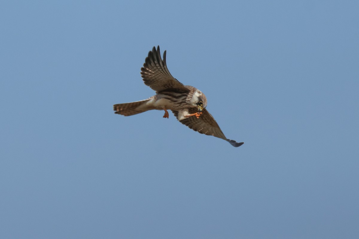 Red-throated Pipit - ML624122768