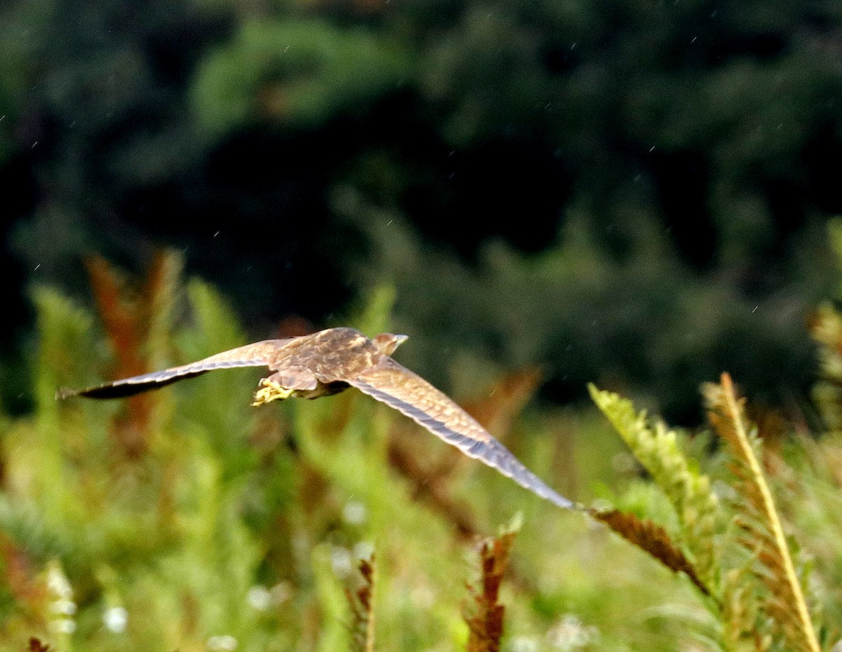 American Bittern - ML624122796