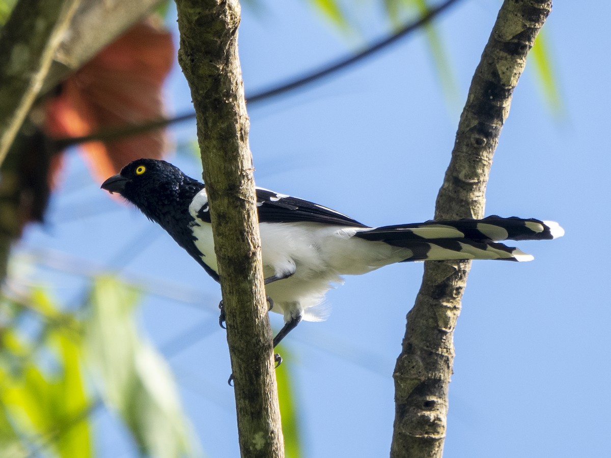 Magpie Tanager - ML624122816