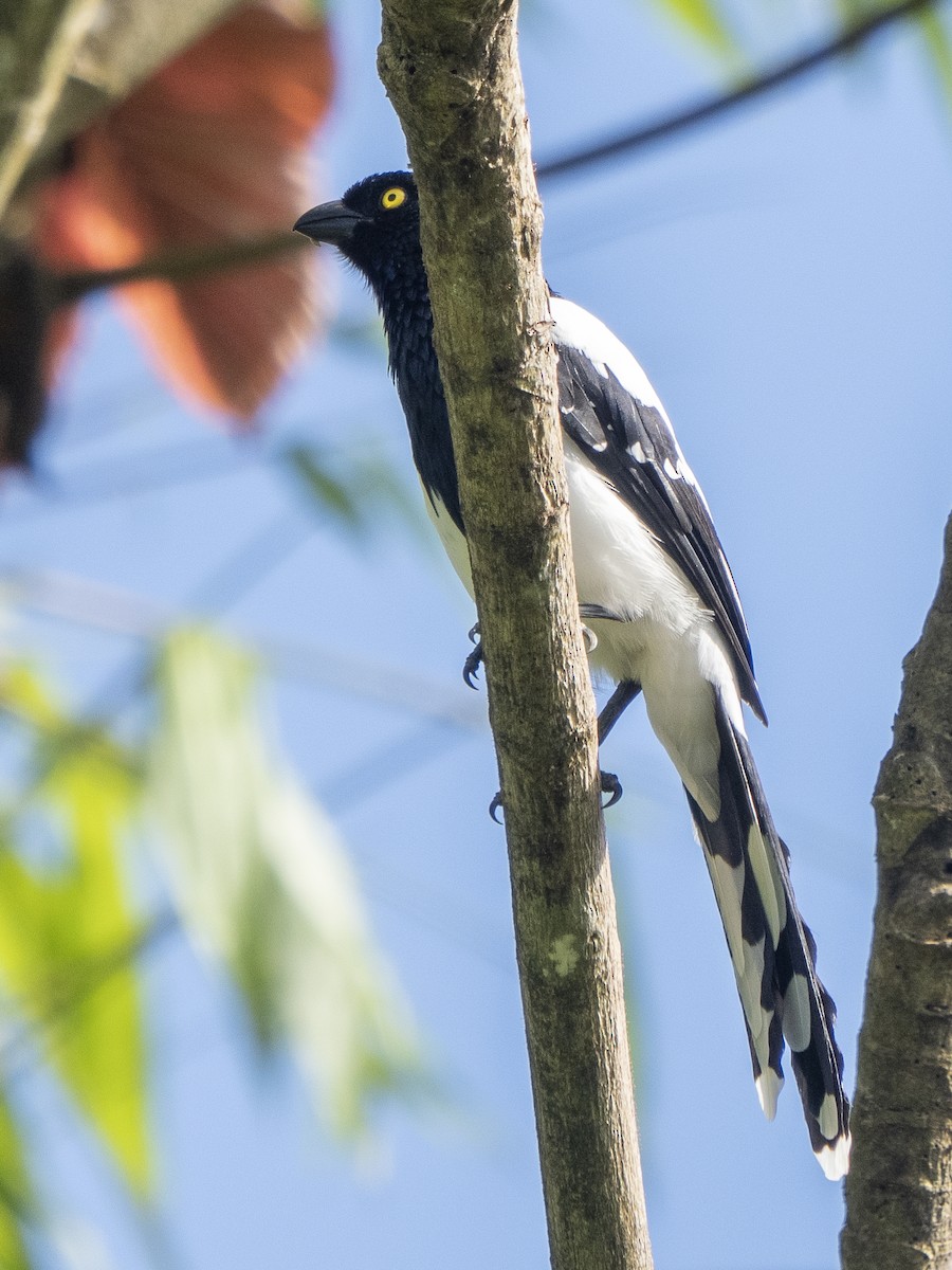 Magpie Tanager - ML624122822