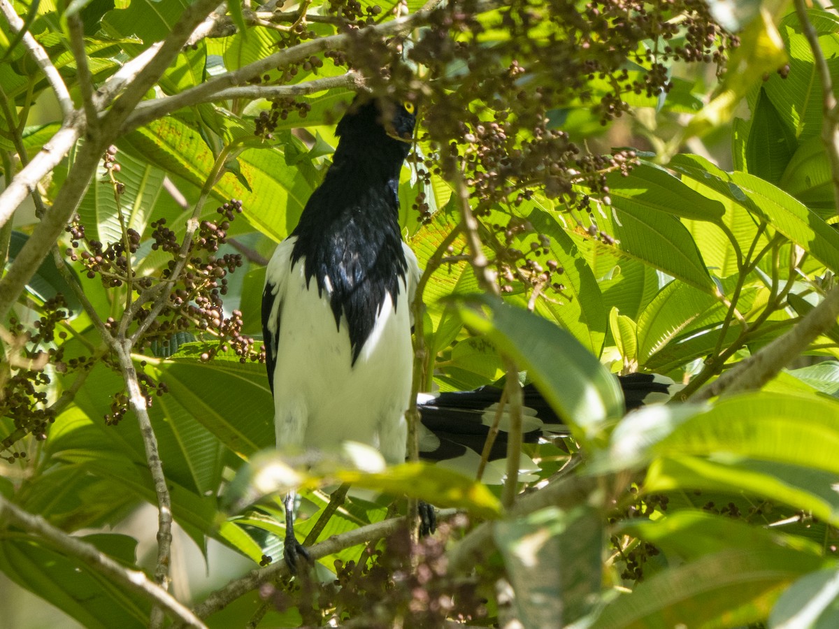 Magpie Tanager - ML624122824