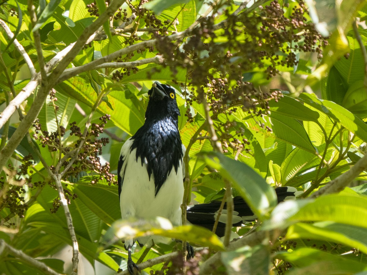 Magpie Tanager - ML624122834