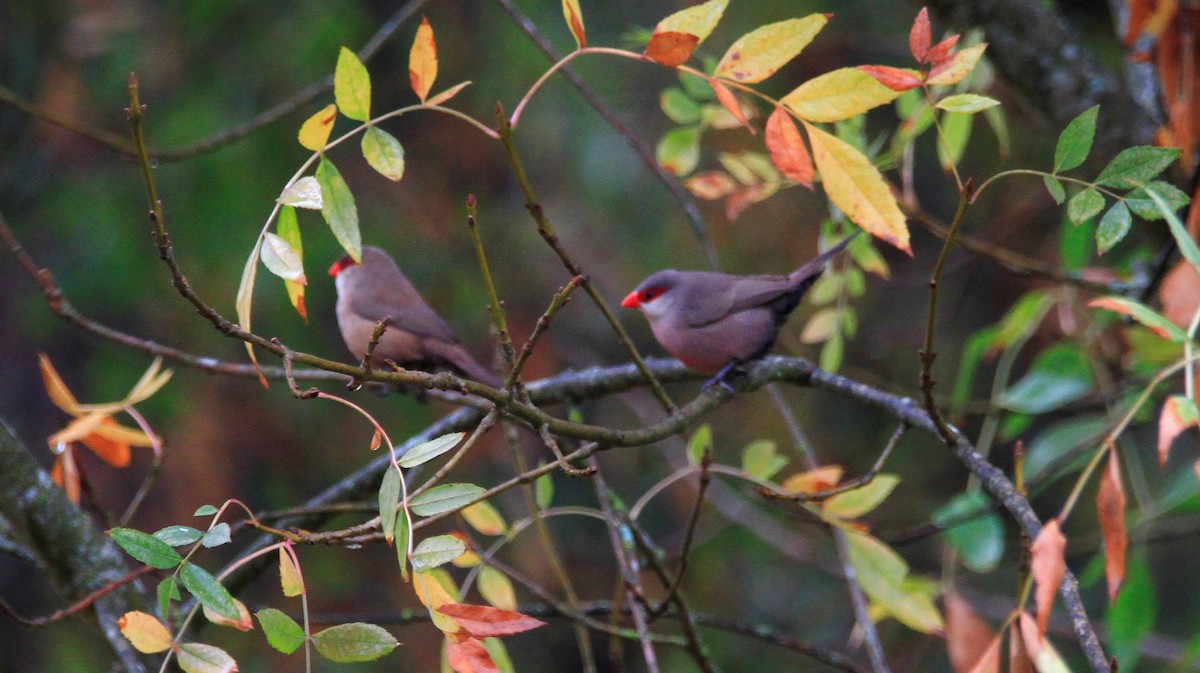 Common Waxbill - ML624122836