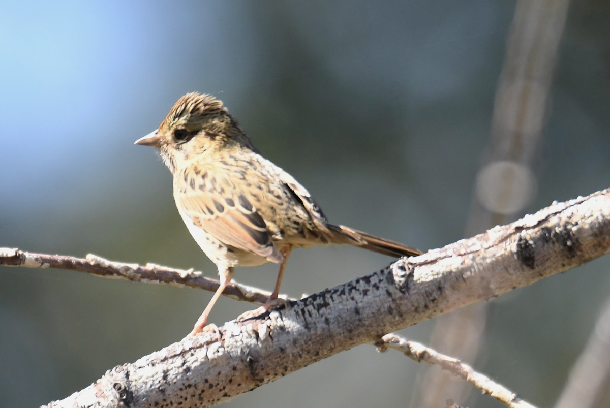 Lincoln's Sparrow - ML624122837