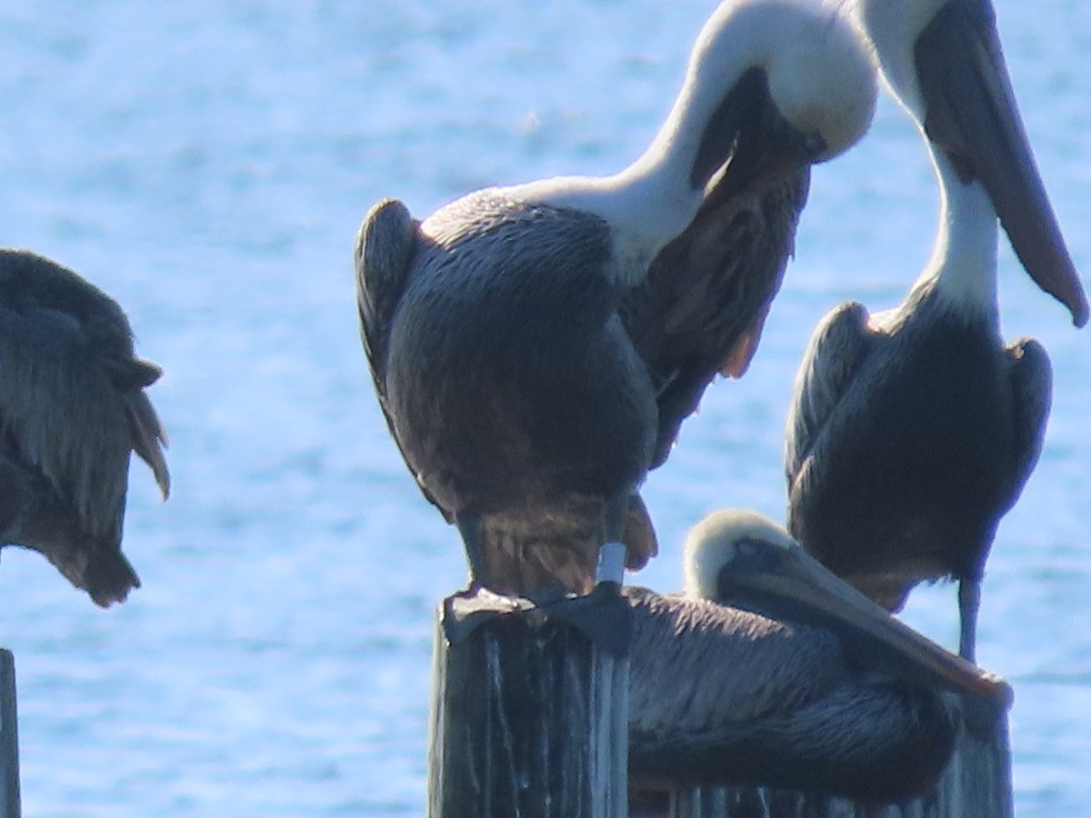 Brown Pelican - ML624122838