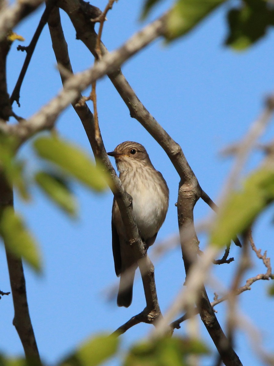 Spotted Flycatcher - Nelson Fonseca