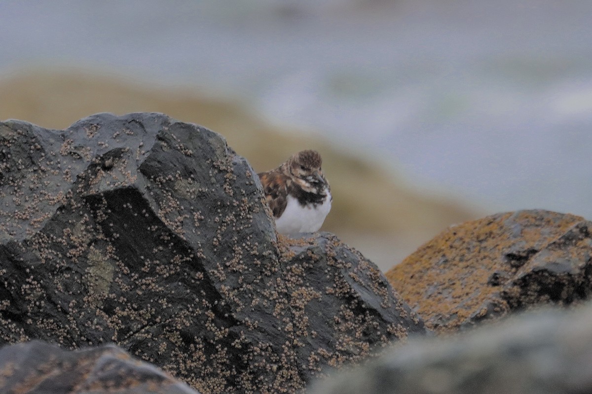 Ruddy Turnstone - ML624122856