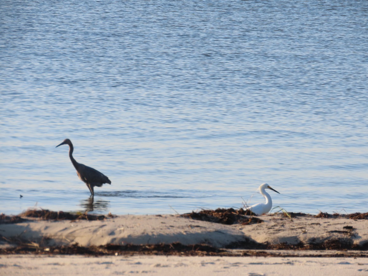 Reddish Egret - ML624122878