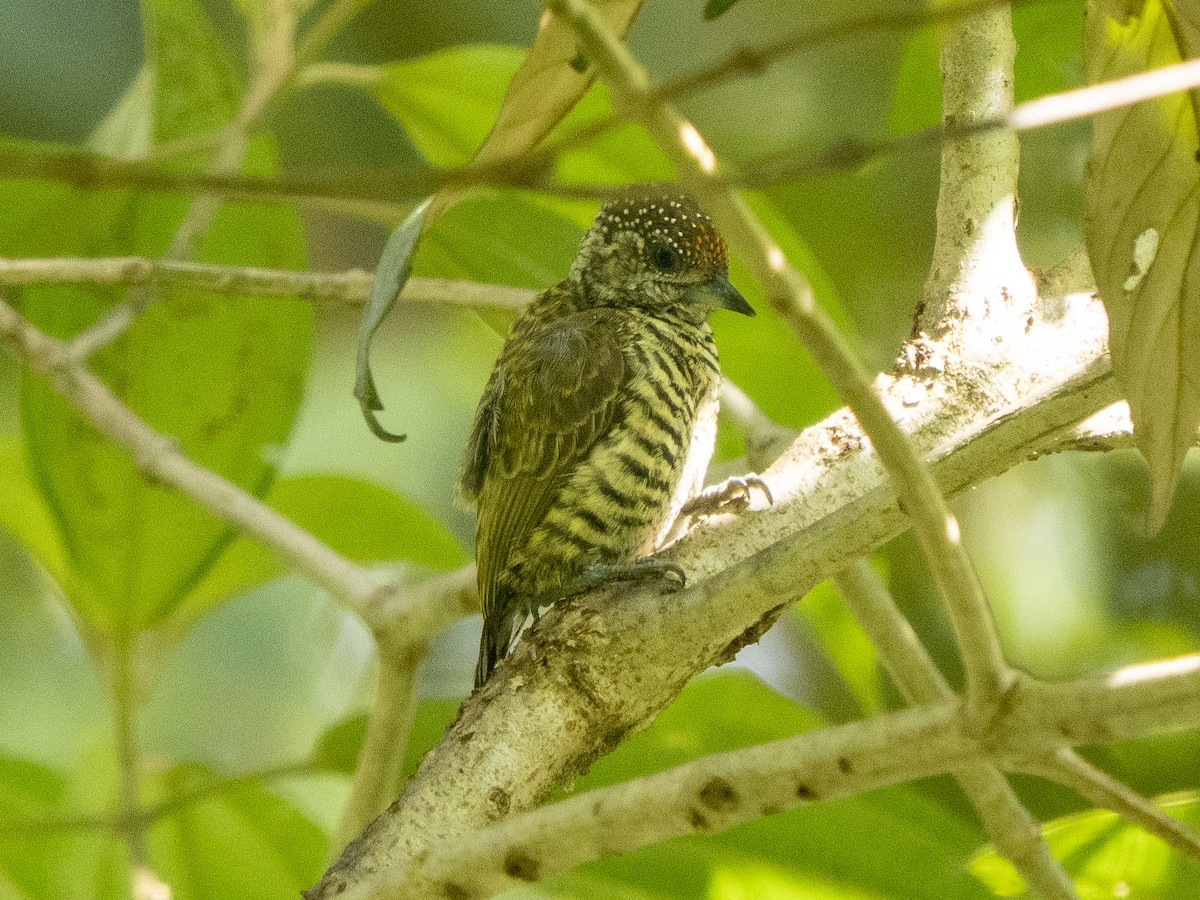 Lafresnaye's Piculet - ML624122883