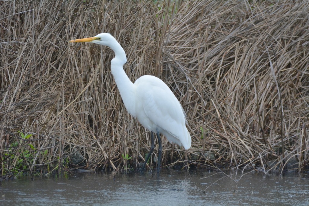 Great Egret (modesta) - ML624122904