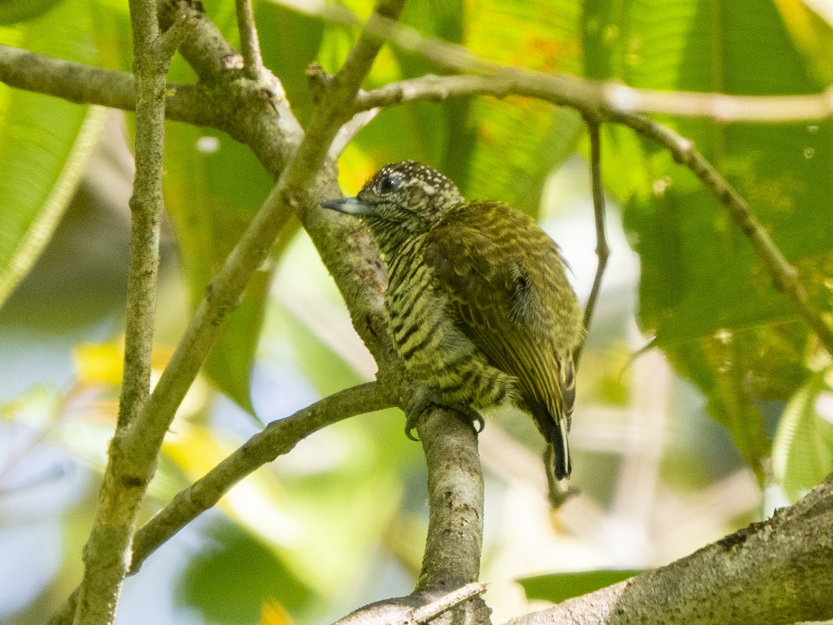 Lafresnaye's Piculet - ML624122915