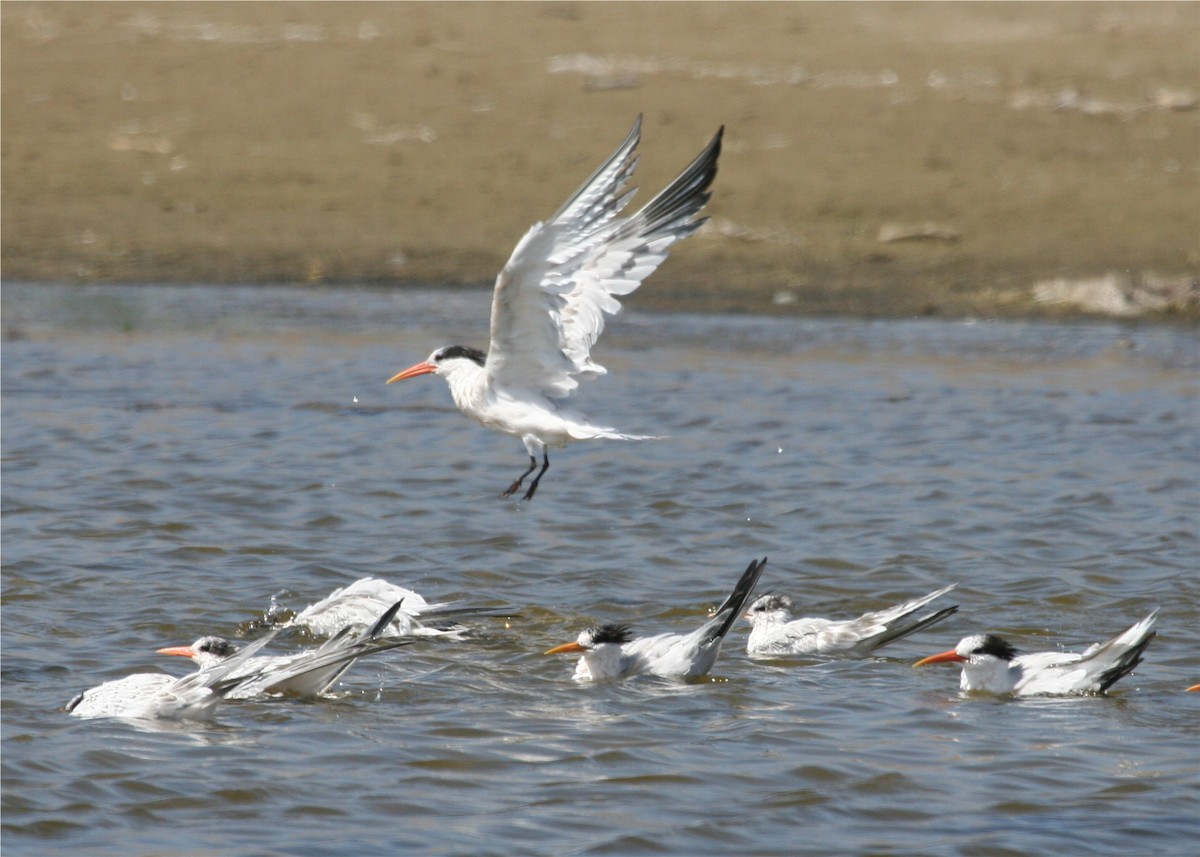 Elegant Tern - ML624122931