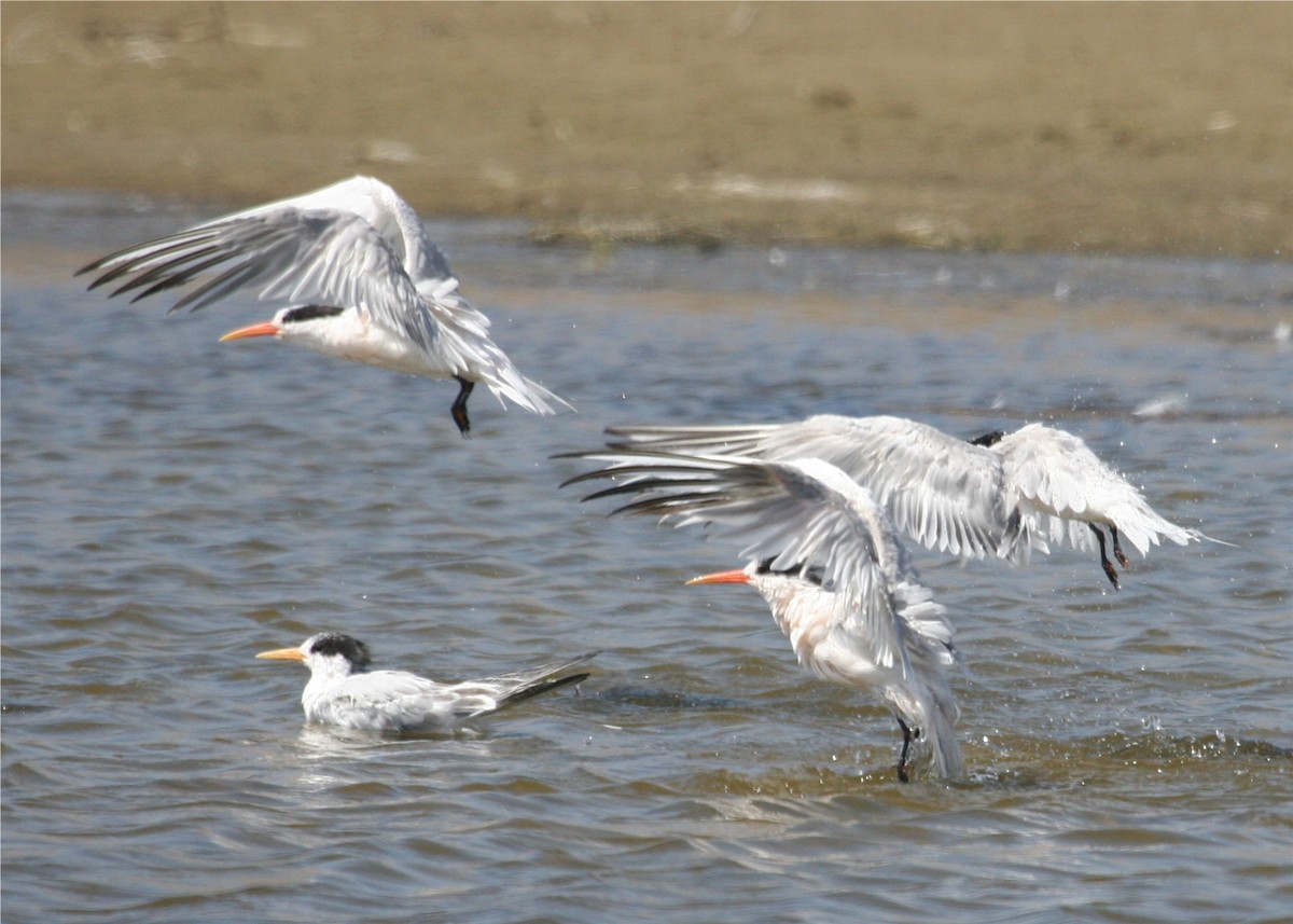 Elegant Tern - ML624122932