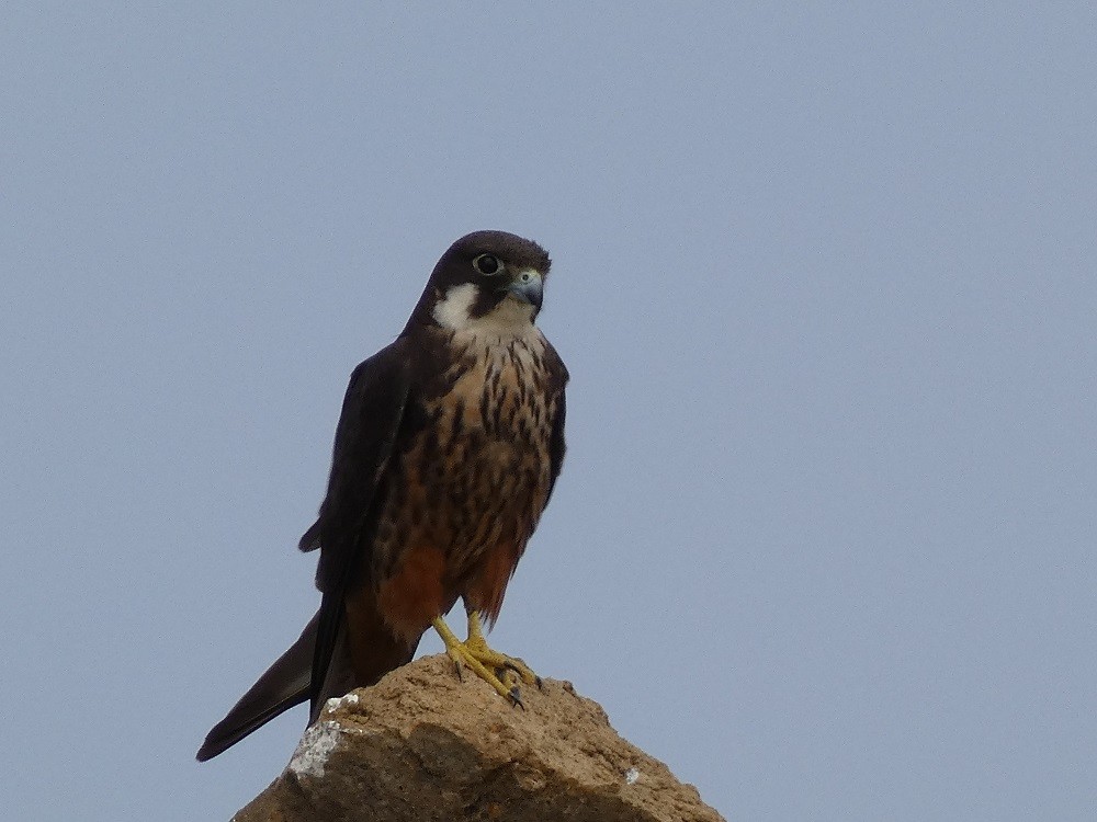 Eleonora's Falcon - ML624122956