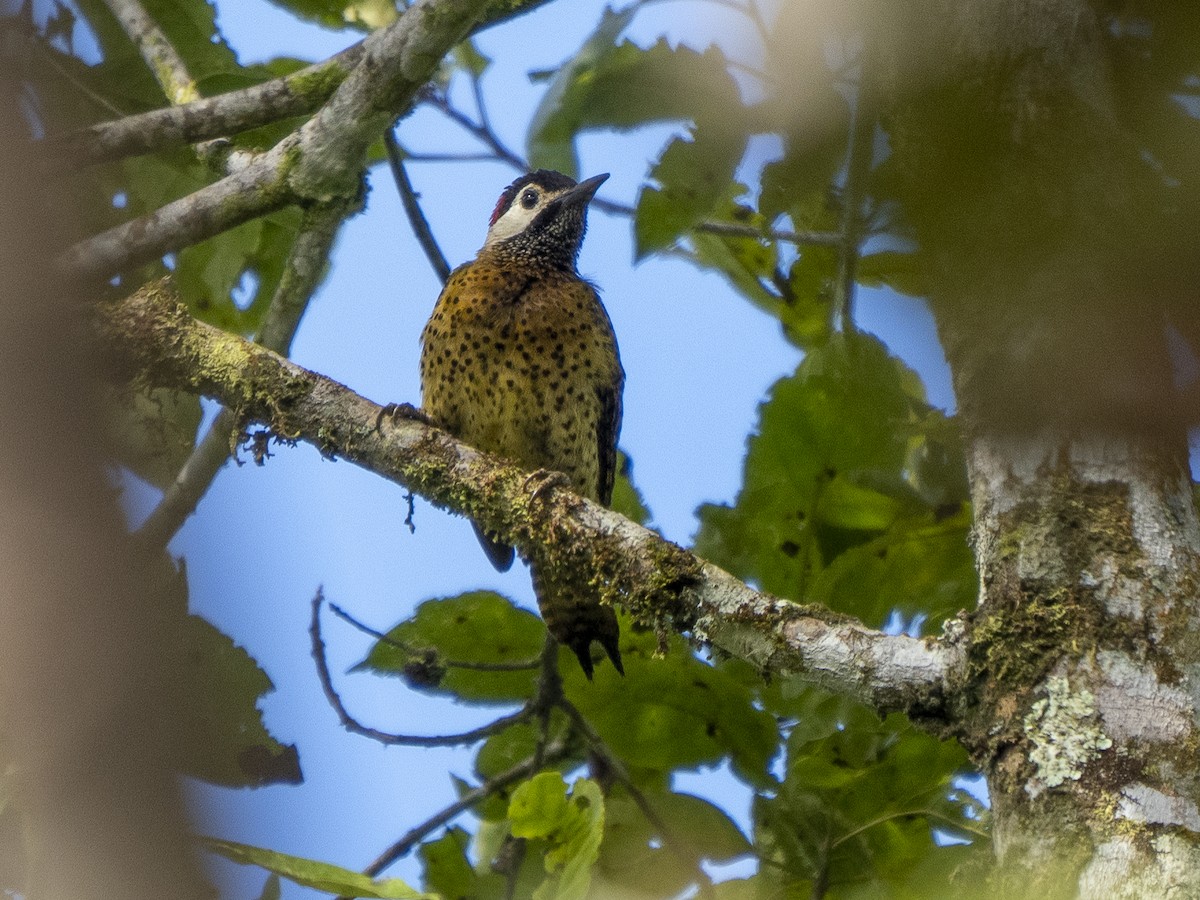 Spot-breasted Woodpecker - ML624122957