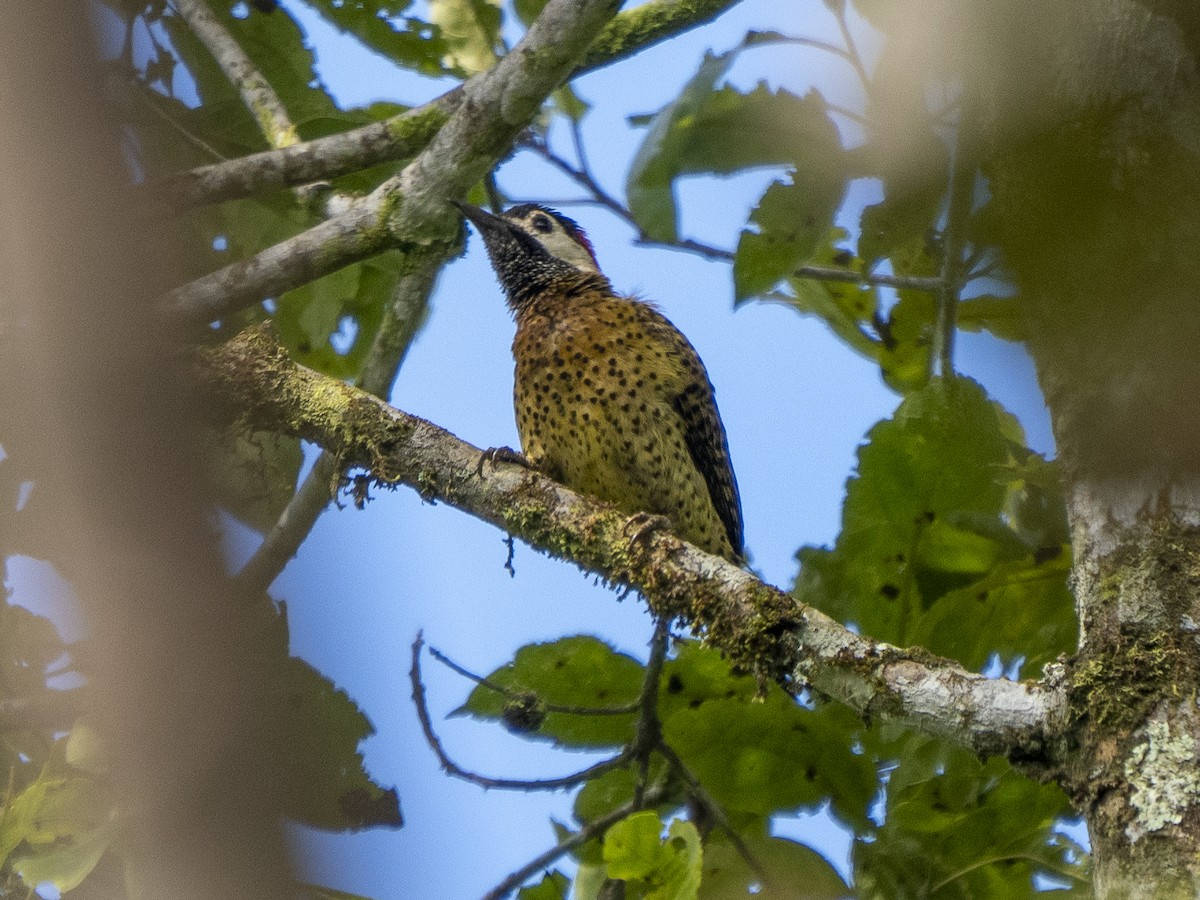 Spot-breasted Woodpecker - ML624122958