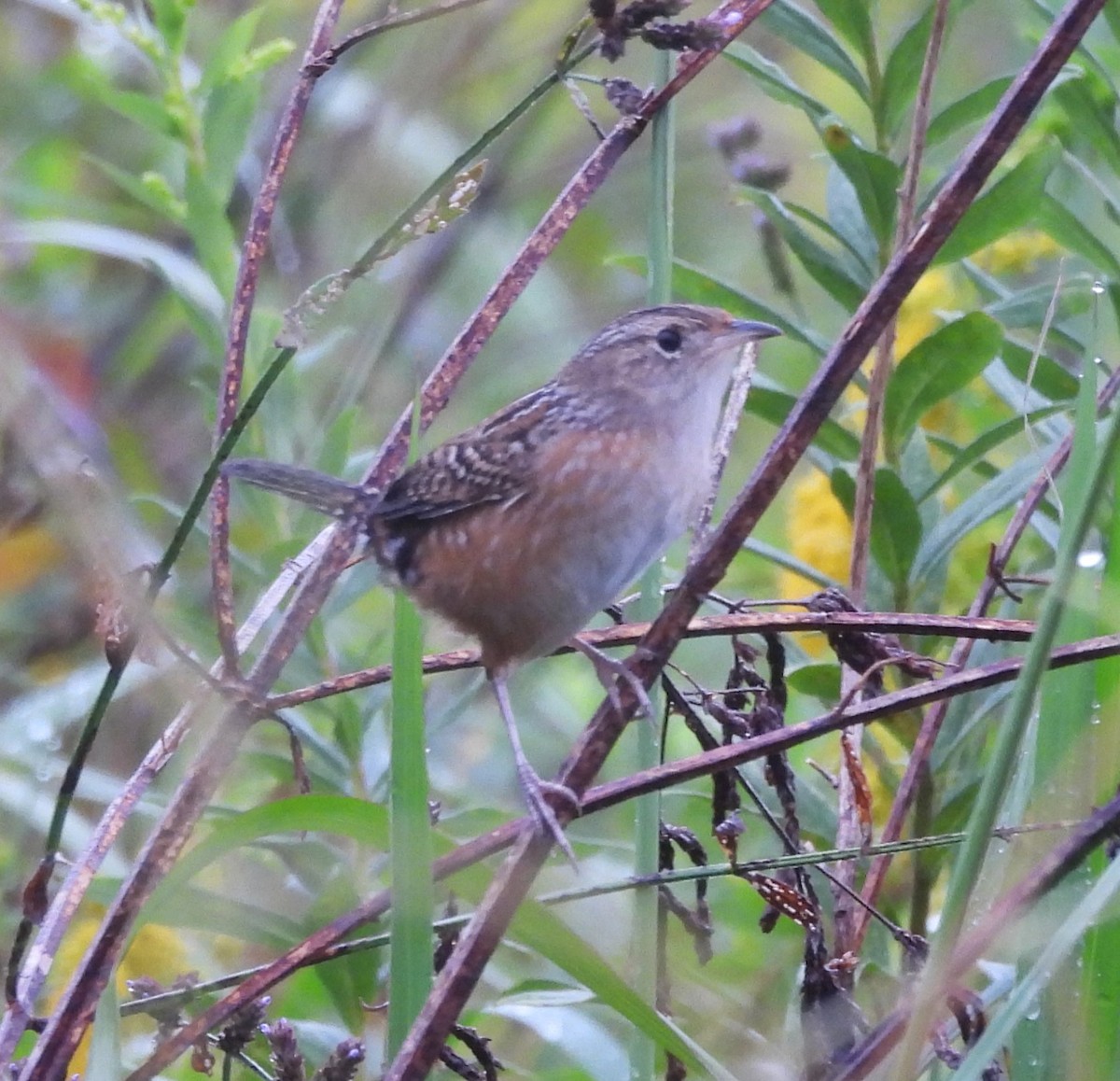 Sedge Wren - ML624122962