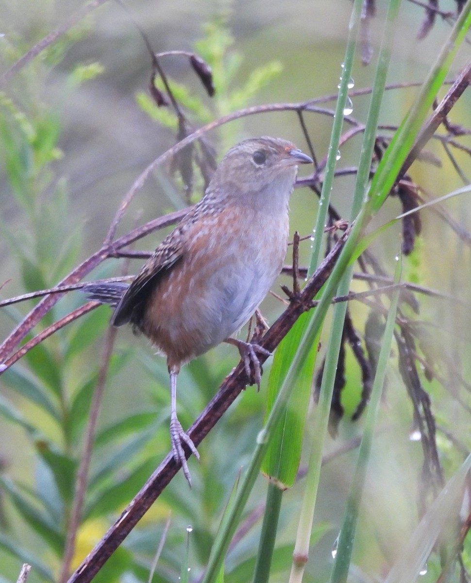 Sedge Wren - ML624122965