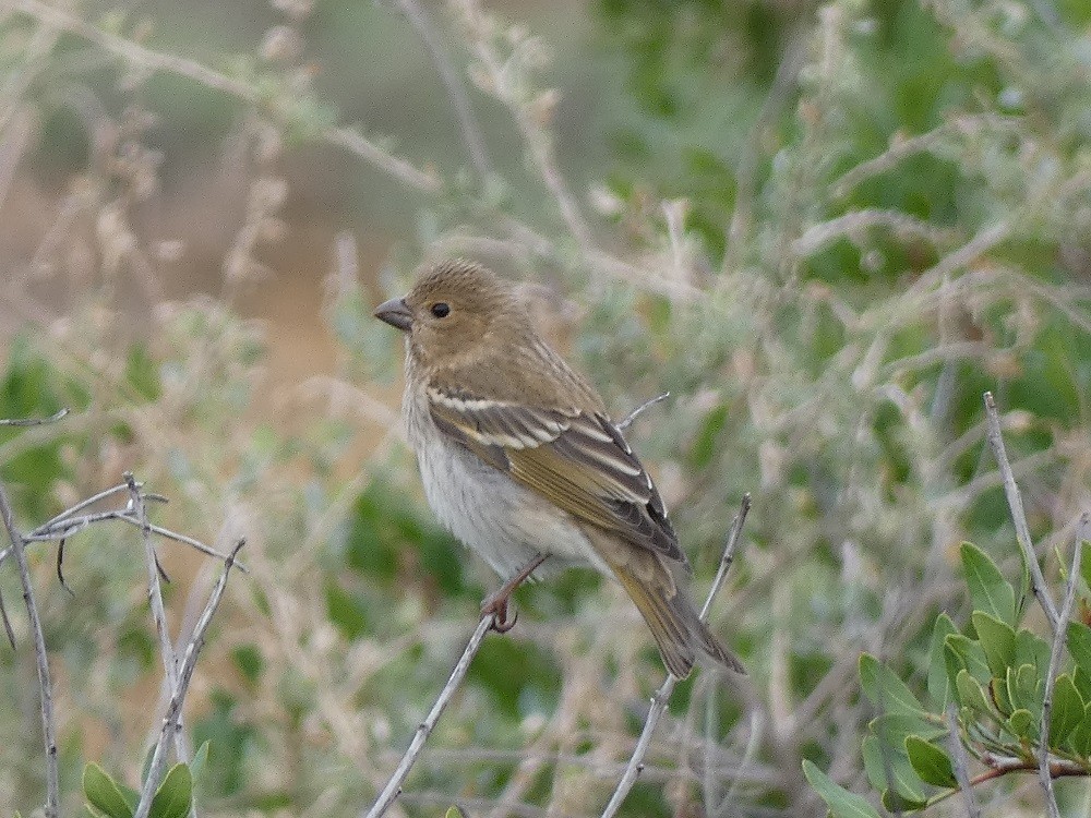Common Rosefinch - Vicente Tamarit Garcerá