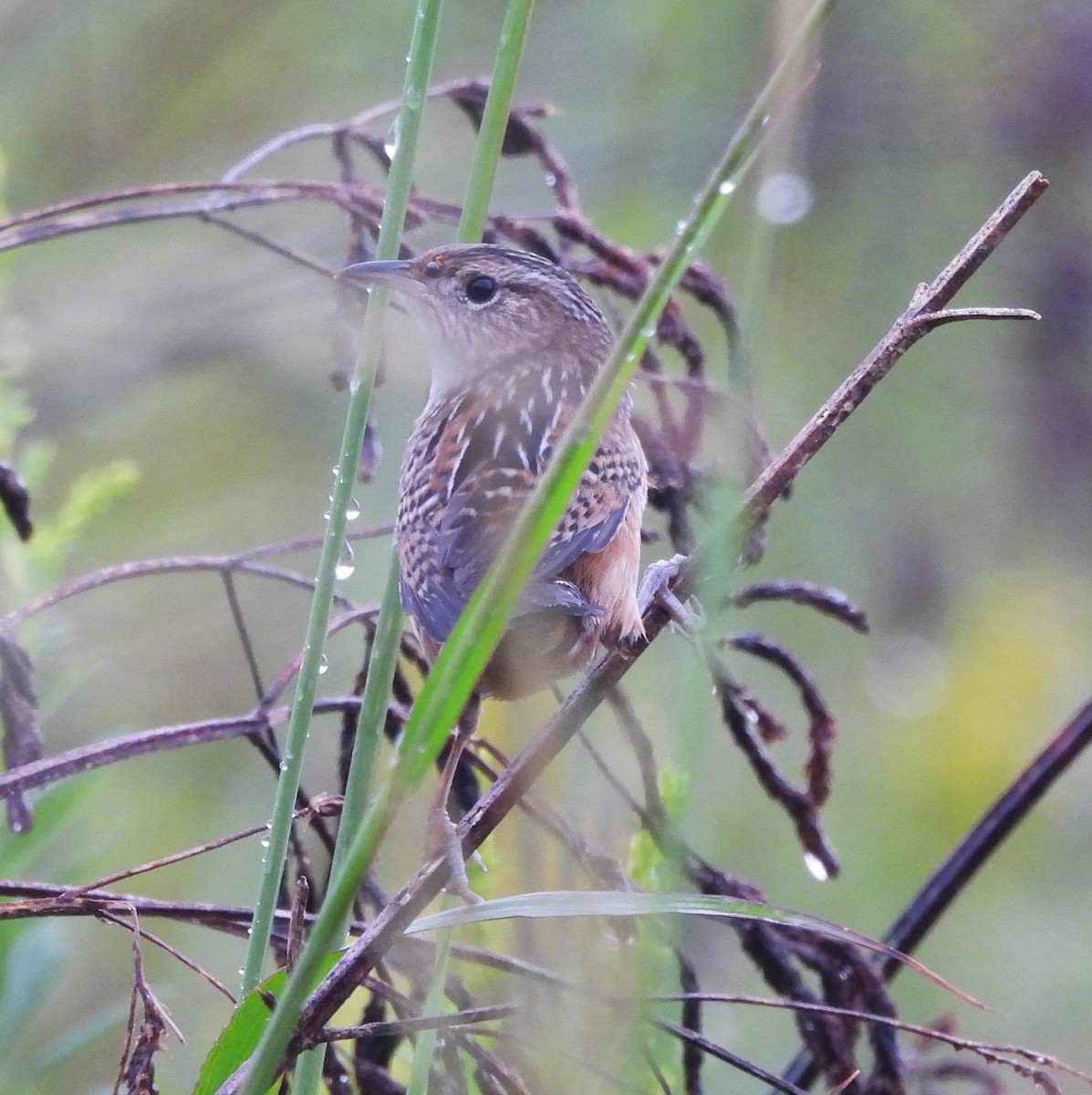 Sedge Wren - ML624122976
