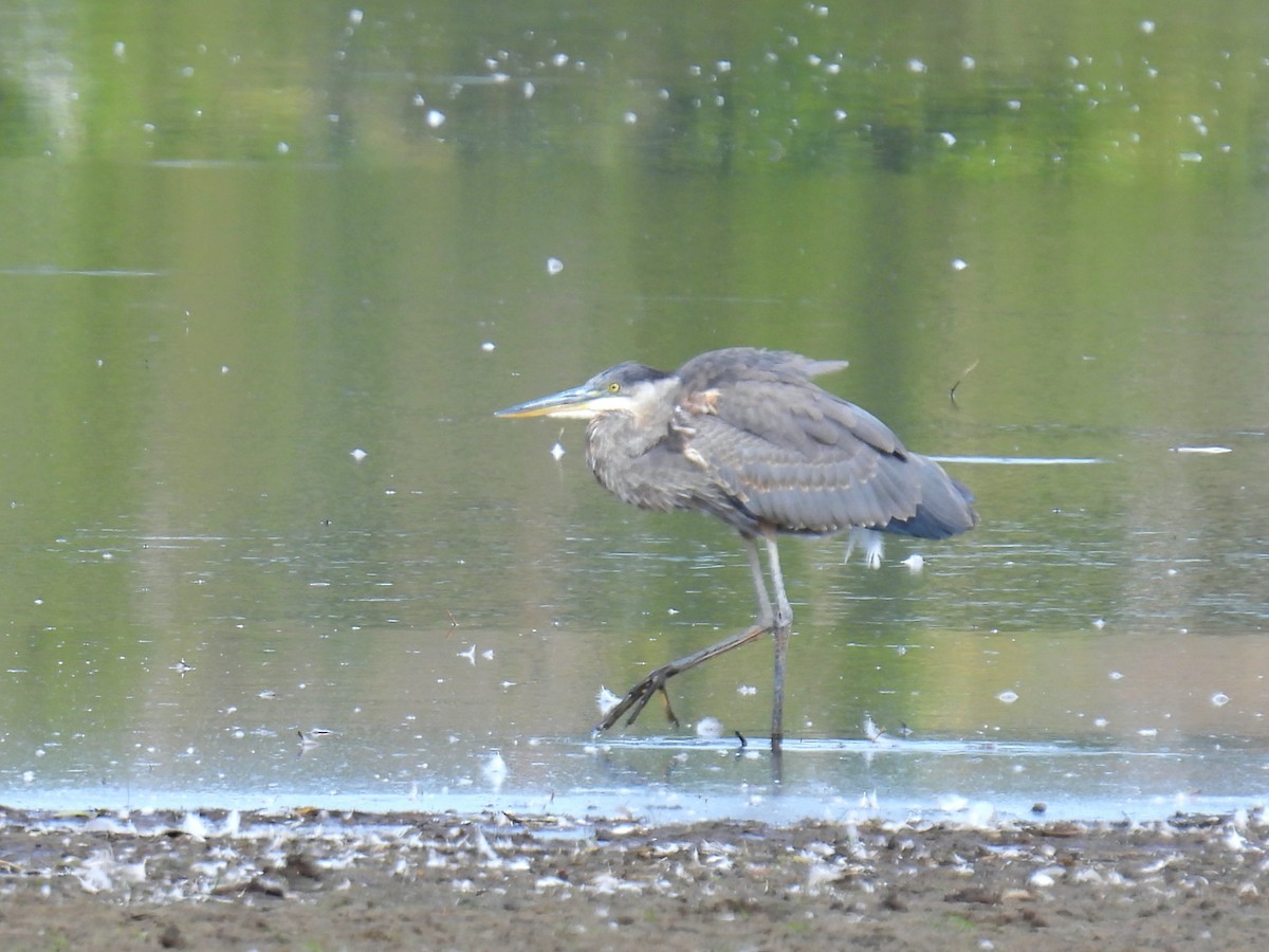 Great Blue Heron - ML624122987