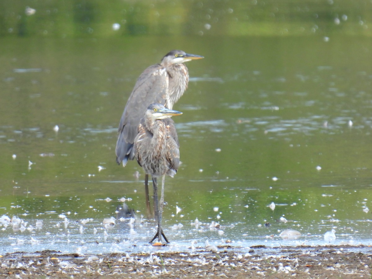 Great Blue Heron - ML624122988