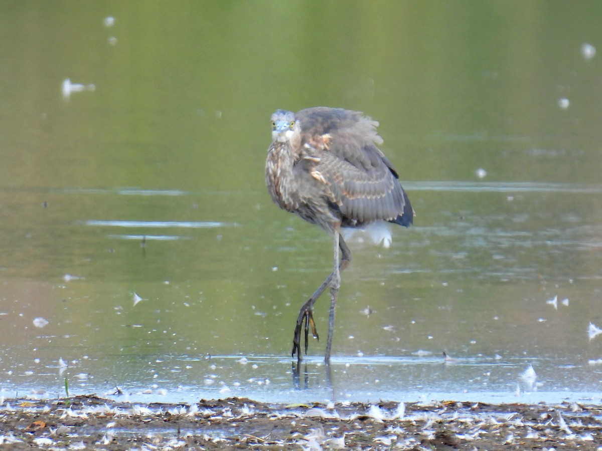 Great Blue Heron - ML624122989