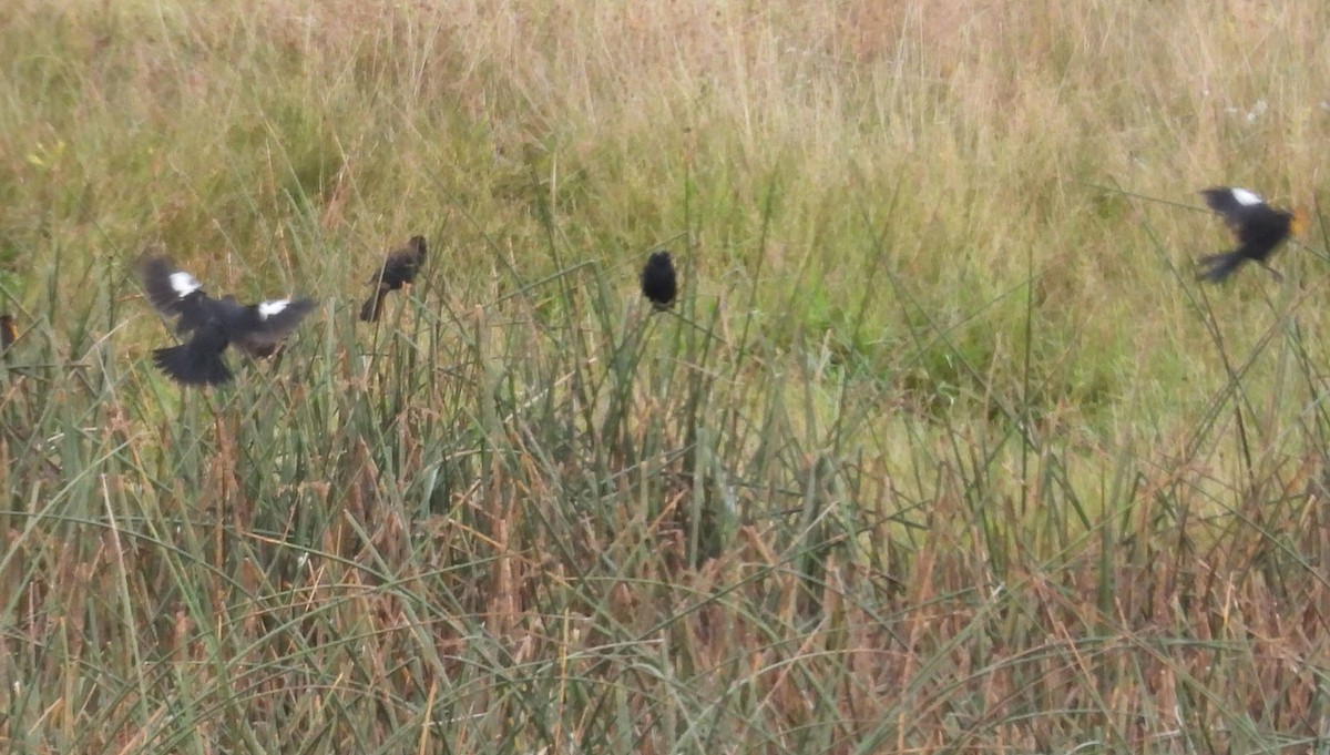 Yellow-headed Blackbird - ML624122999