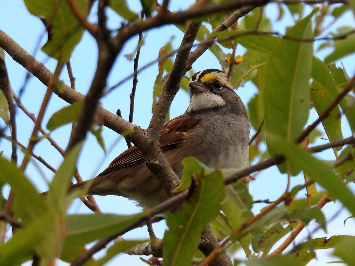 White-throated Sparrow - ML624123031