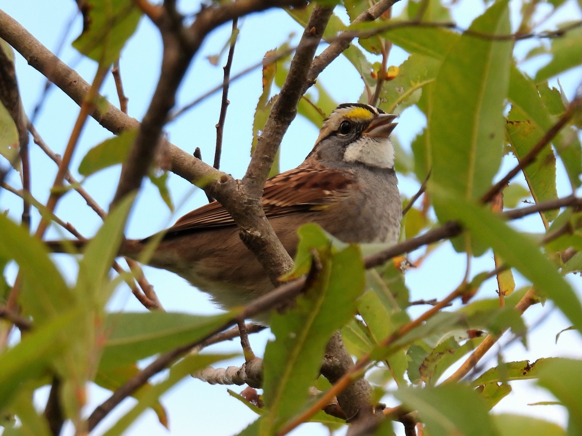 White-throated Sparrow - ML624123032