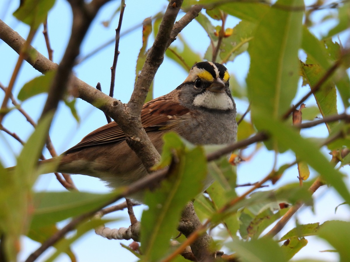 White-throated Sparrow - ML624123033