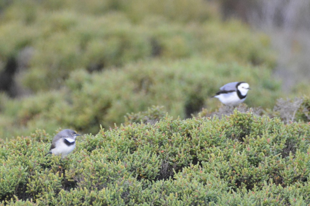 White-fronted Chat - ML624123061