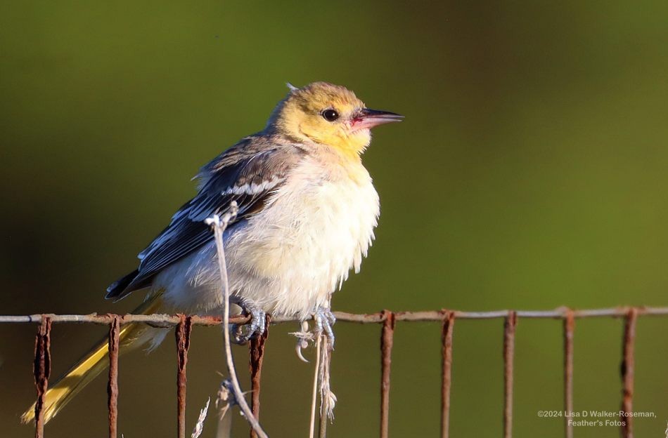 Oriole de Bullock - ML624123074