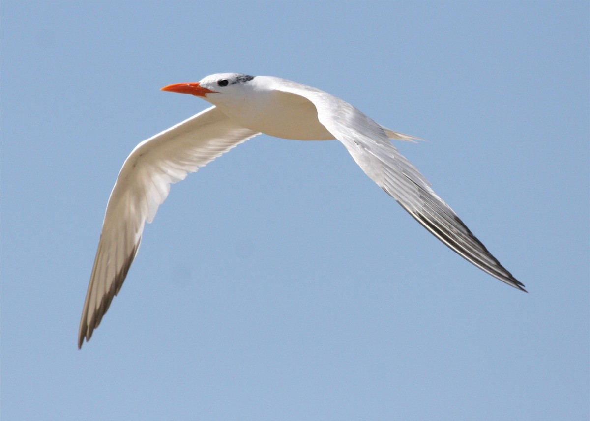 Royal Tern - ML624123085