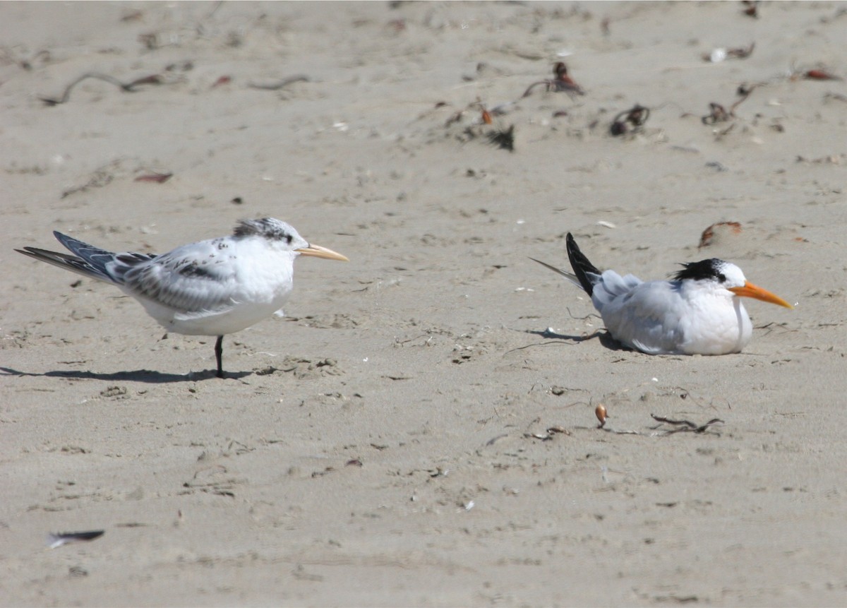 Royal Tern - ML624123086