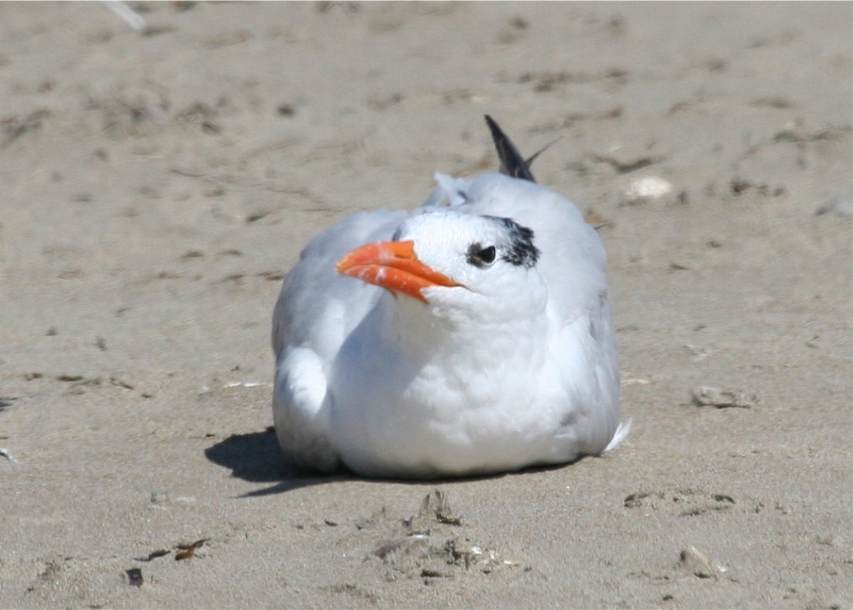 Royal Tern - ML624123087