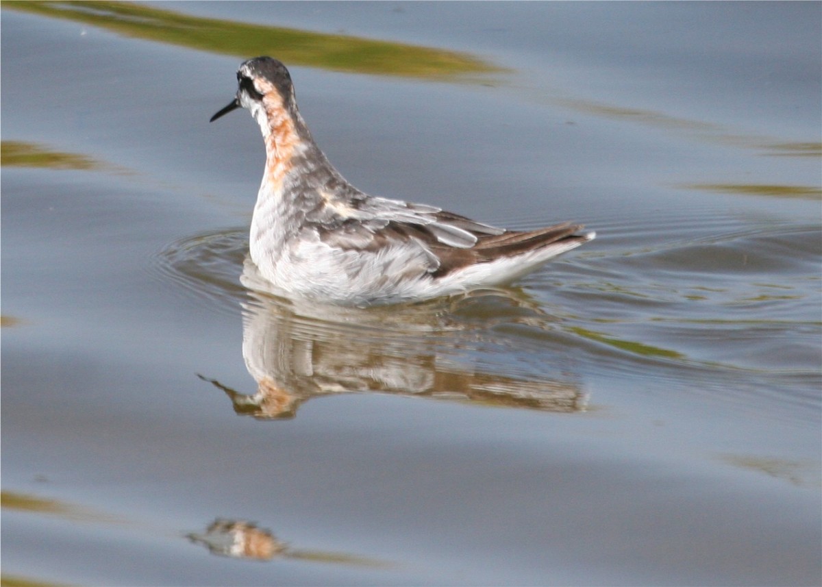 Red-necked Phalarope - ML624123091